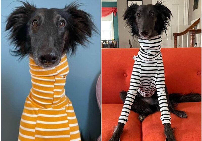  Dog With The Longest Neck Is Basically A Turtleneck Model