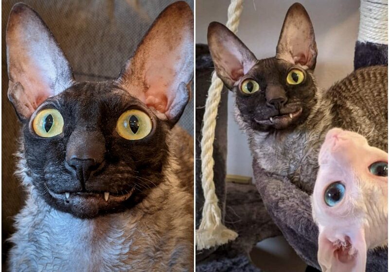  Adorable Cornish Rex Cat Goes Viral Thanks To Clown-Like Smile