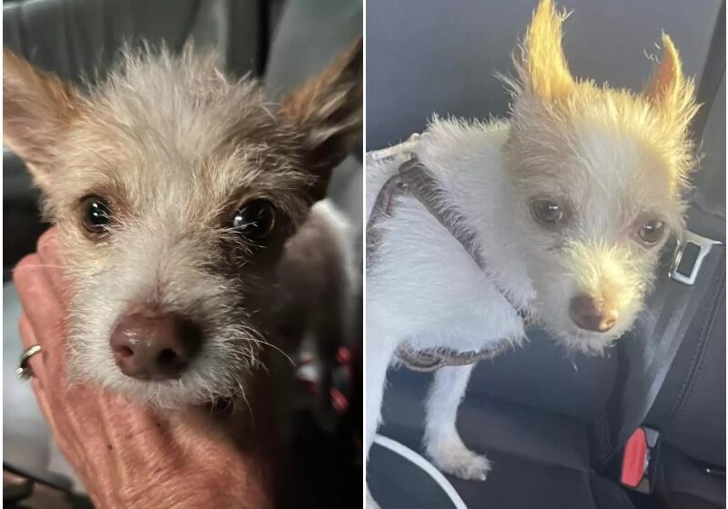  Tiny Stray Dog Begs A Stranger For Food And Gets A New Life Instead