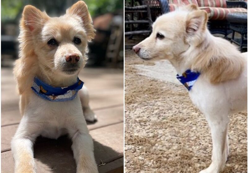  Dog Gets Attention In The Street Because Of Fancy Haircut