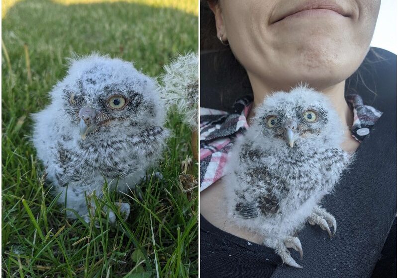  Woman Finds A Tiny Owlet And Has The Ultimate Disney Moment