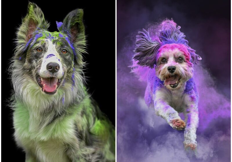  Paint Covered Pups’ Emotions Are Something Special