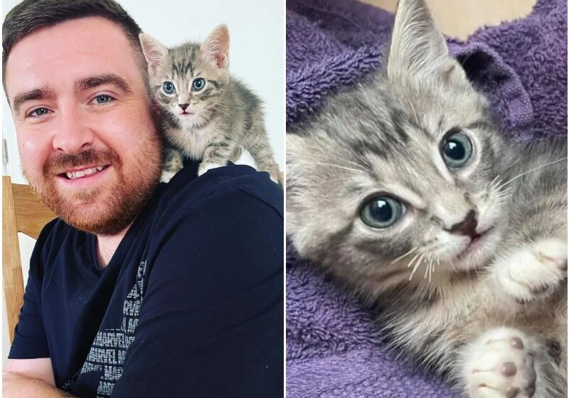  Couple Heard Kittens in a Bin While Walking Down Street and Knew They Had to Help