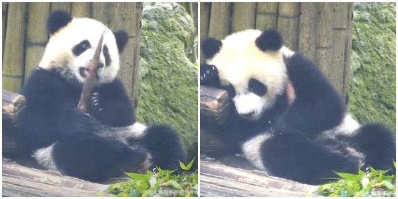 The Panda Fell Asleep Hugging A Treat