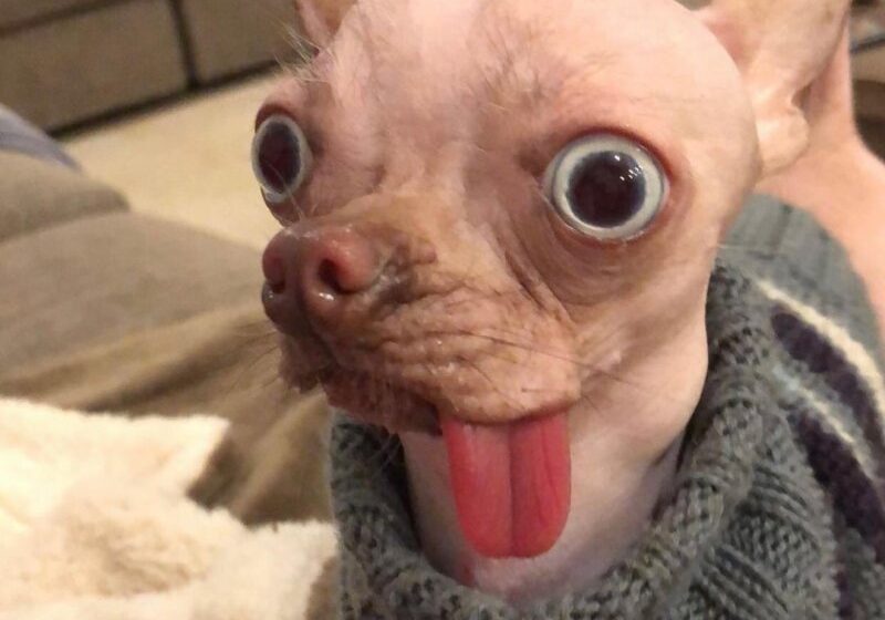  Strange And Bald Chihuahua Went Viral Getting 8 Million Views On Tiktok