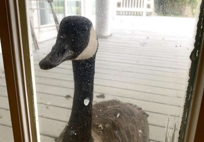  Concerned Goose Stalked Her Boyfriend After He Went To The Clinic