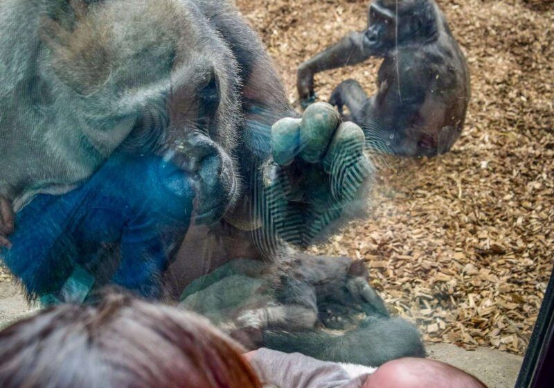  Zoo Gorilla Brings Her Baby To Meet Mom And Newborn On Other Side Of Glass