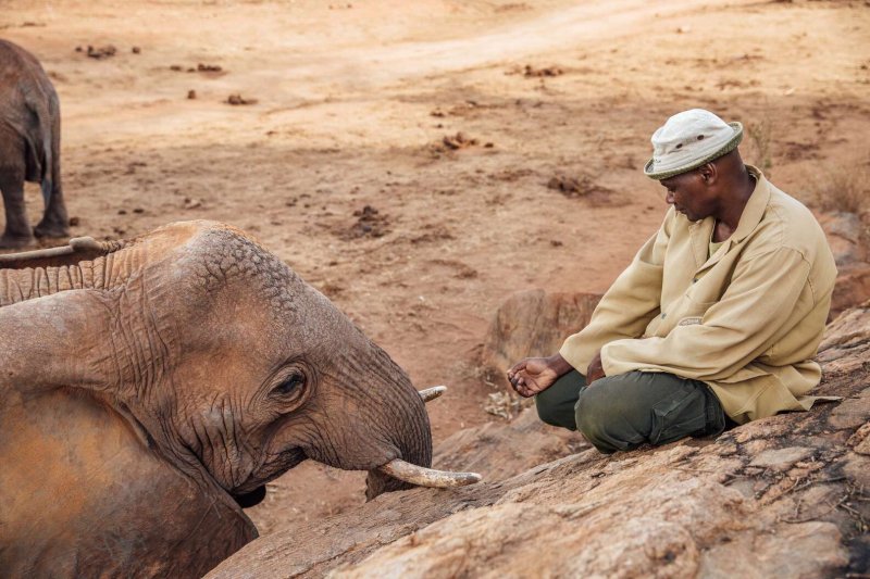  Elephant came to her ex-foster parents and thanked them for saving her life