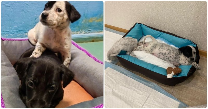  Seven Helpless Puppies Were Thrown To The Mercy Of Fate