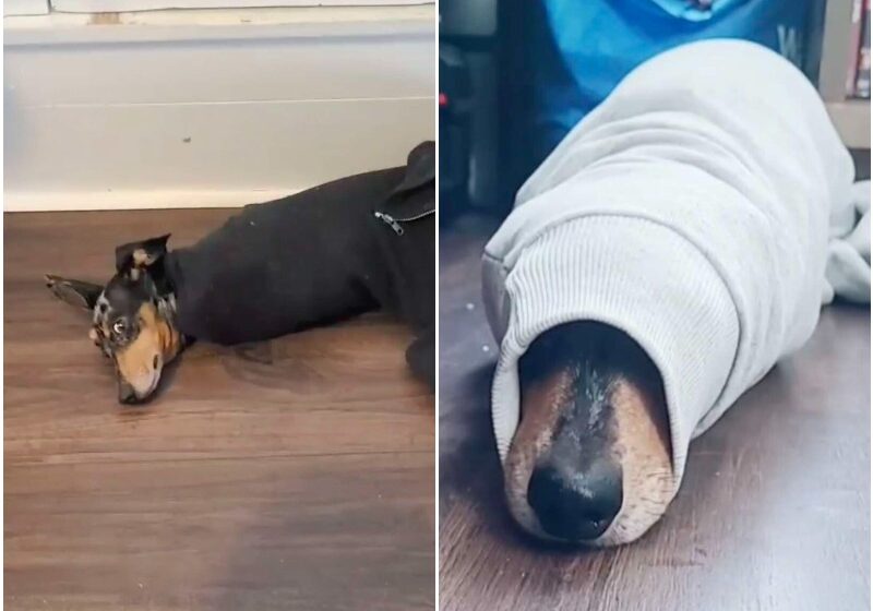  Dog Won’t Stop Getting Stuck In Mom’s Sweaters