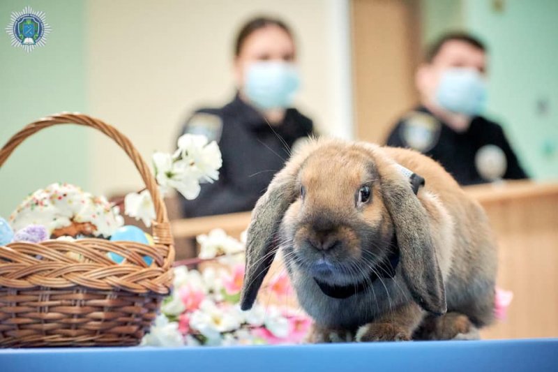  The Rabbit Became The University Mascot