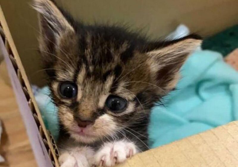  Kitten Found on Side of Road, Blossoms into Sweetest Cat and Has His Dream Come True