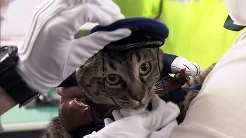  Cat Saved The Life Of a Man Who Fell Into a Ditch