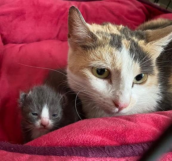  Kitten Waits With Cat Mom in Outdoor Shelter Till Someone Finds Them and Turns Their Lives Around