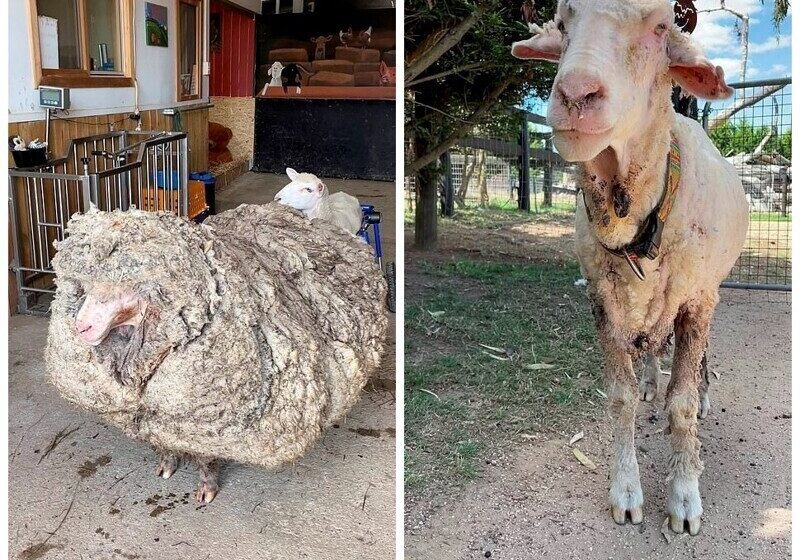  Sheep Grew a Massive Coat of Wool Before He Was Rescued By an Animal Sanctuary