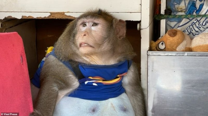  Mega-Monkey whose Weight DOUBLED after Being Fed Junk Food at Thai Market is Rescued After Video of the Podgy Primate Went Viral