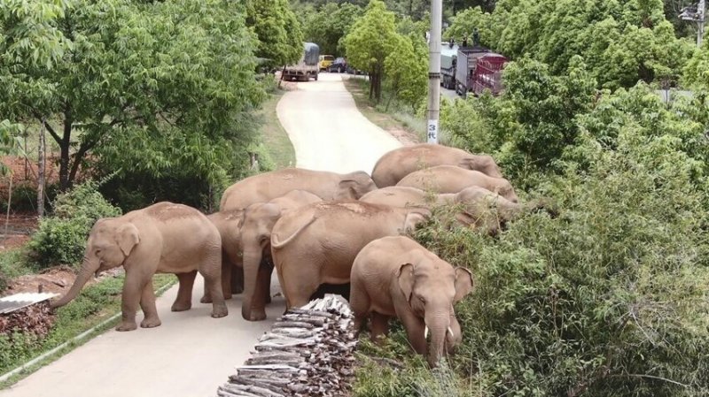  Elephants Escaped From a Nature Reserve In China And Went To Conquer The Cities