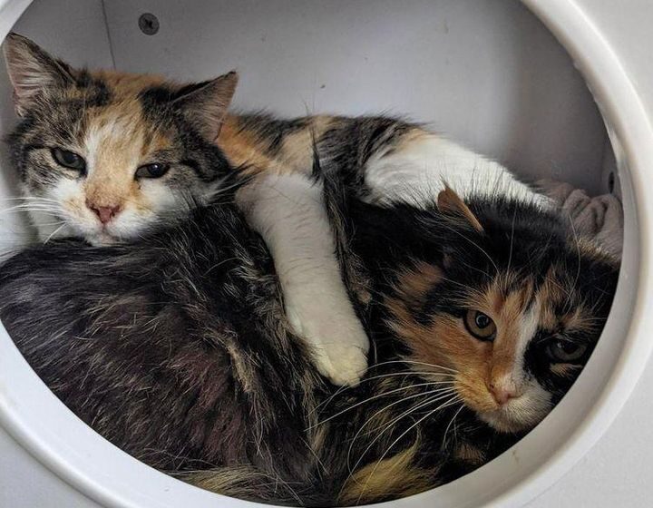  Two Pregnant Cats Never Left Each Other’s Side as They Wandered the Streets