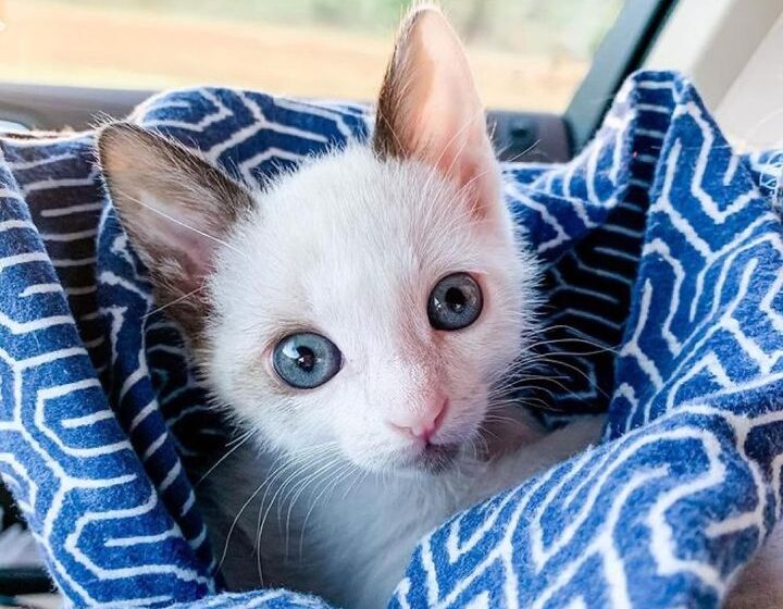  Kitten with Big Eyes But Half the Size, Clings to Family that Saved His Life and Transforms into Gorgeous Cat