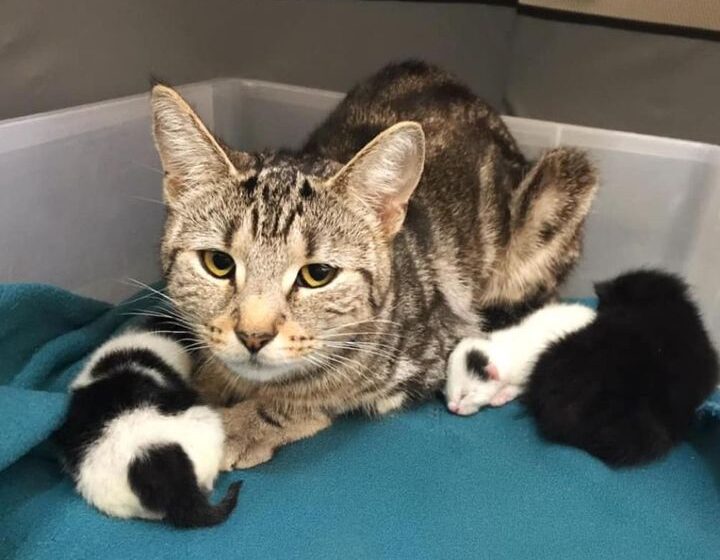  Cat Bounced Back with Her Own Kitten, Adopts 2 Others and Helps Them Thrive