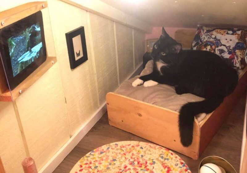  Guy Transforms Space Behind Wall Into Bedroom For His Cat