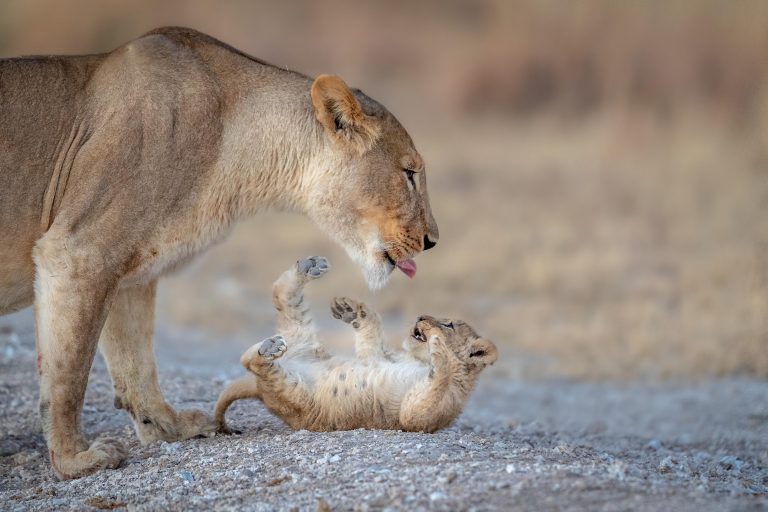  Lioness Scolded the Naughty Cub Growling At Him and Grabbing From Neck