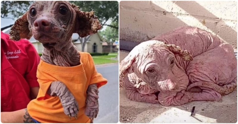  Dog Was Found with No Fur and Crusty Ears is Unrecognizable Six Months after Being Adopted