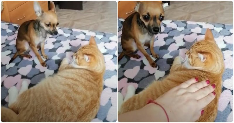  Jealous Doggy Doesn’t Like Cat Receiving Pats