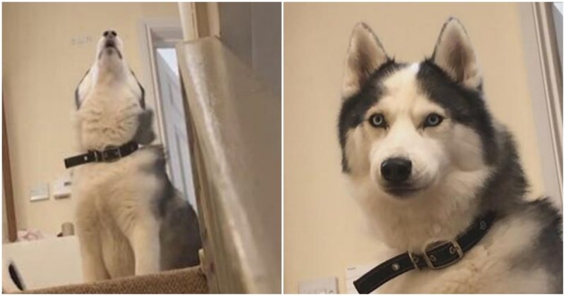  Stubborn Husky Refuses To Leave The Top Of The Stairs