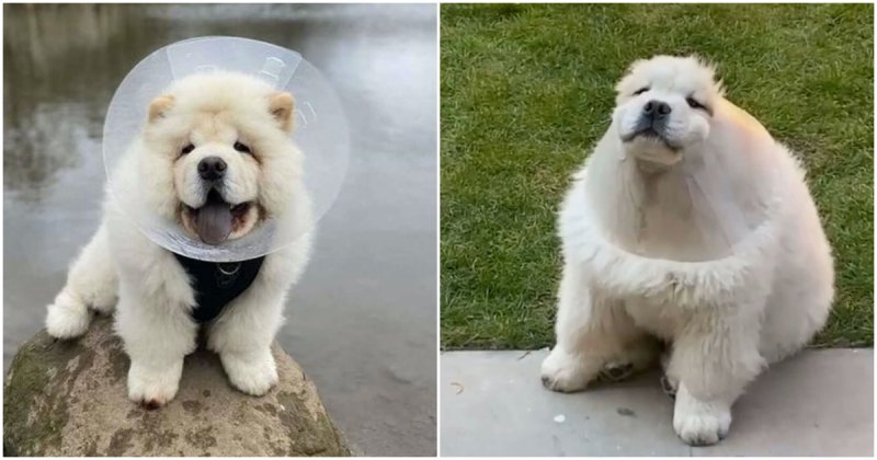  Chow Chow Got Stuck In a Cone Because Of His Own Clumsiness