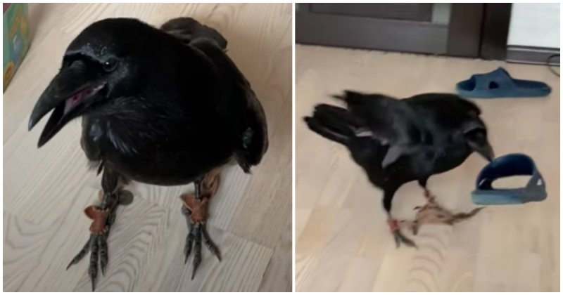  Helpful Raven Fetches Slippers For Owner
