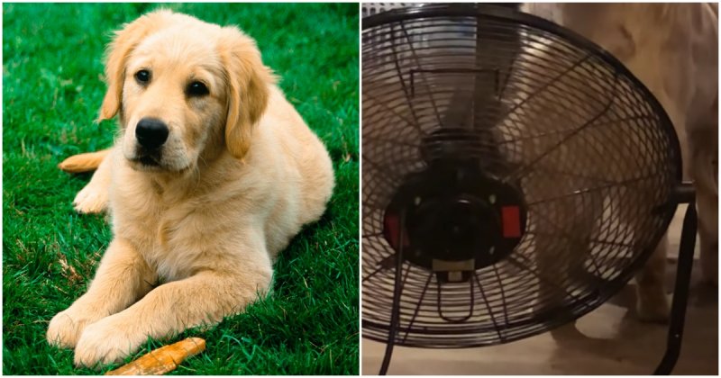  Retriever Is Not Using The Fan As Intended