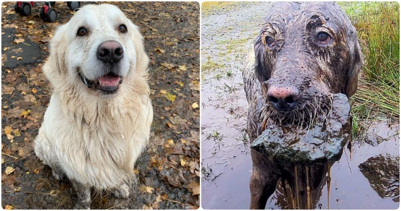  Toby is a Golden Retriever, Whose Walkings Always Turns Out to be a Failure