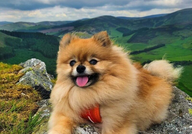  Meet Buddha the Pomeranian, who climbs mountains and even KAYAKS with his owner
