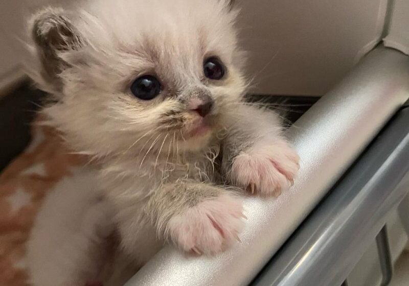  Kitten Captivated Hearts with Her Enchanting Personality and Grew to Be Gorgeous Fluffy Cat