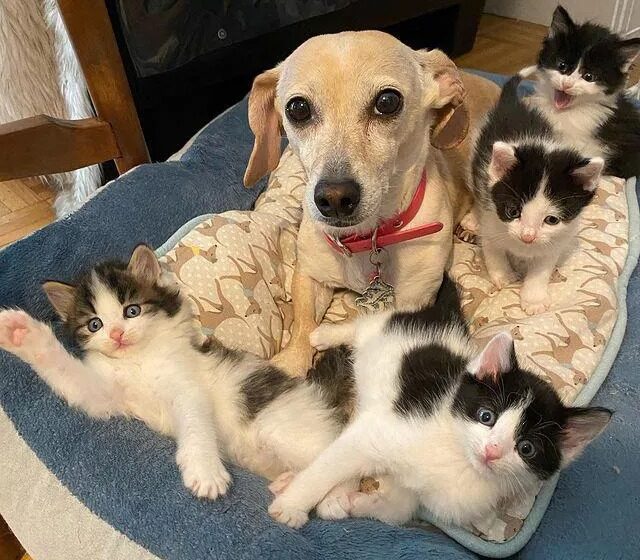  Woman Brings Home Kittens Found in Backyard, Her Dog Takes Them Under Her Wing Especially the Runt of Litter