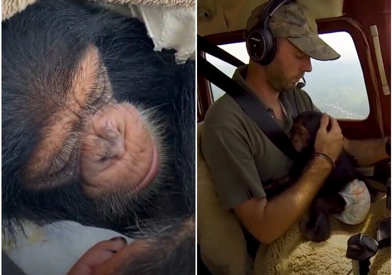  Baby Chimp Falls Asleep In Pilot’s Lap While They Fly To Safety