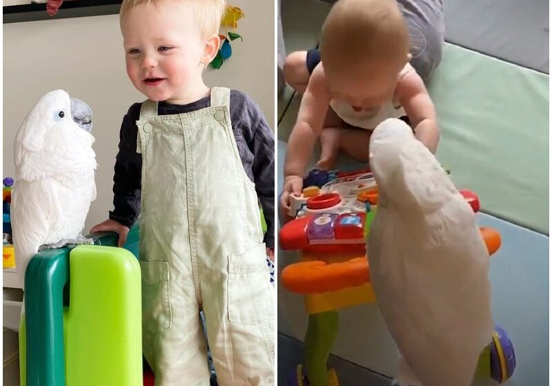  Cockatoo And Baby Boy Do Everything Together