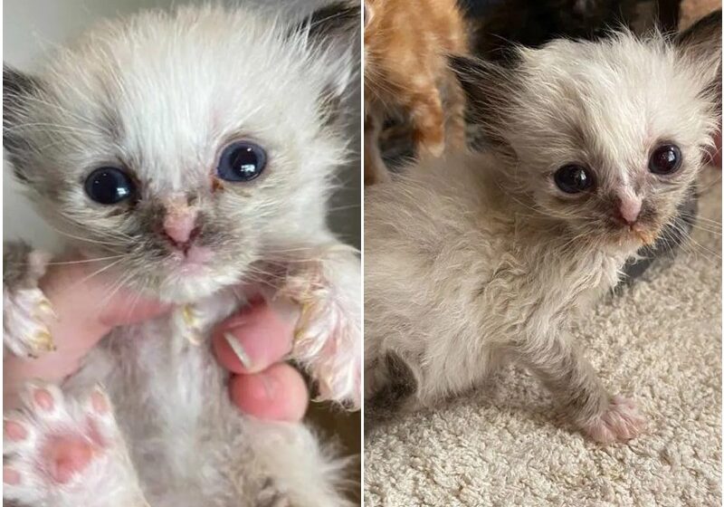  Pint-sized Kitten “Glowing Up” into Gorgeous Siamese After Being Brought Back to Life