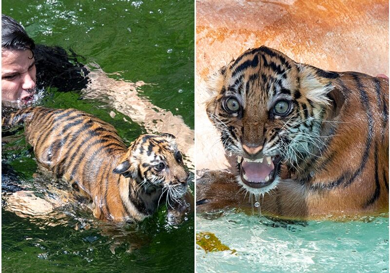  The Tiger Cub’s Cute Reaction To The First Bath