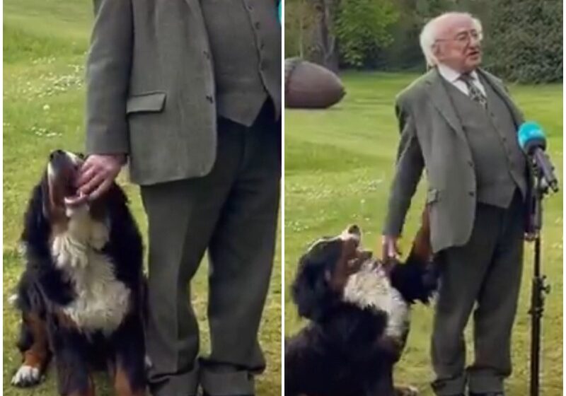  Irish President’s Dog Joins Interview And Totally Steals The Show