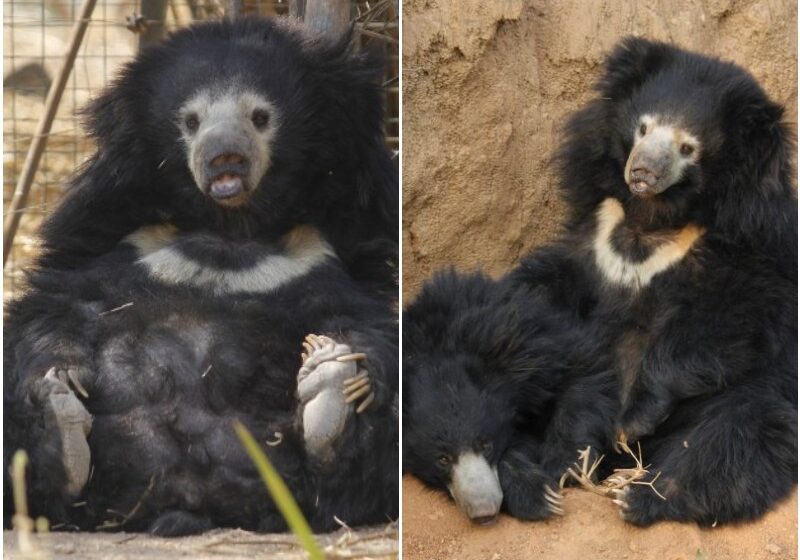  Savita and Meenakshi: The Rescued Bears Thanked People For Their New Lives