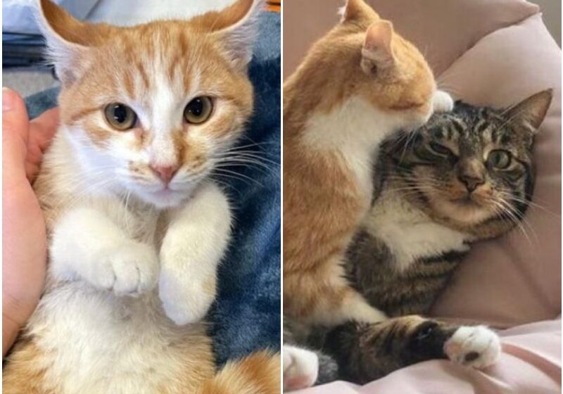  Kitten from the Street Finds Family Cat to Hold onto, and Determined to Win Him Over