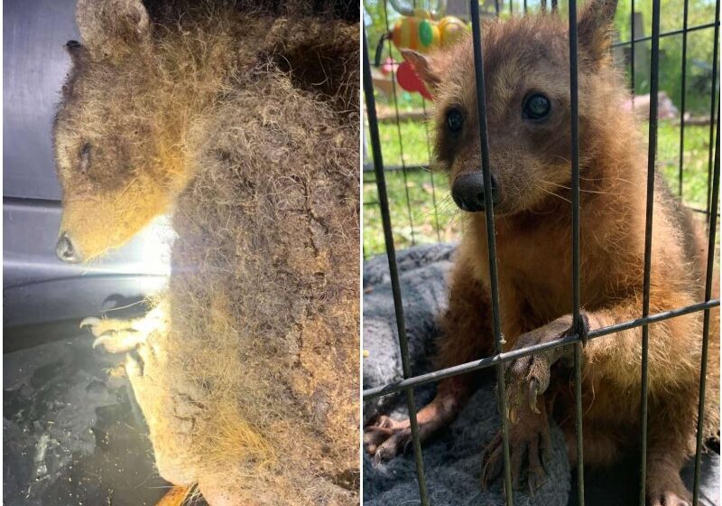  Rescuers Find A Mysterious-Looking Wild Animal In Need Of Help