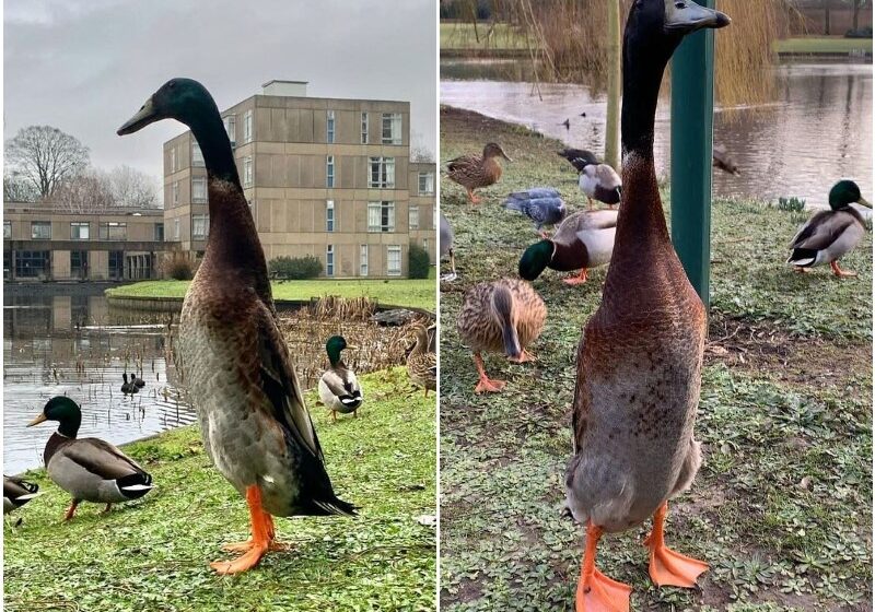  People Are Having A Tough Time Believing This Super Tall Duck Is Real