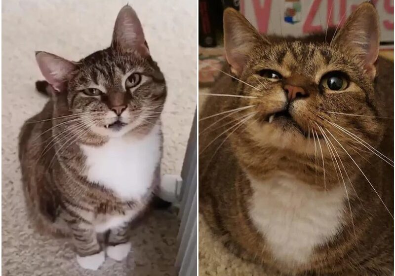  Woman Came to Shelter and Found Cat with Perfectly Asymmetric Face Staring at Her