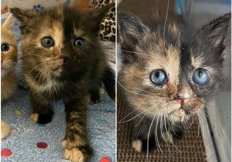  Kittens Found Courage with Help of Family, One of Them Quickly Discovers Her Tortitude