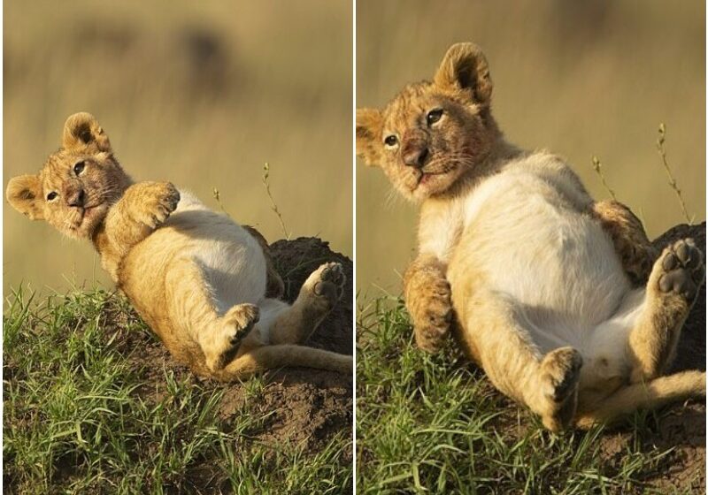  Lion Cub Shows Off its Very Full Belly After the Meal