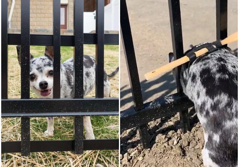  Woman Outsmarts Dog Who’s Constantly Trying To Squeeze Through The Fence