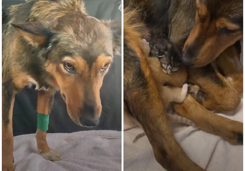  Heartbroken Dog Wouldn’t Let These Kittens Out Of Her Sight